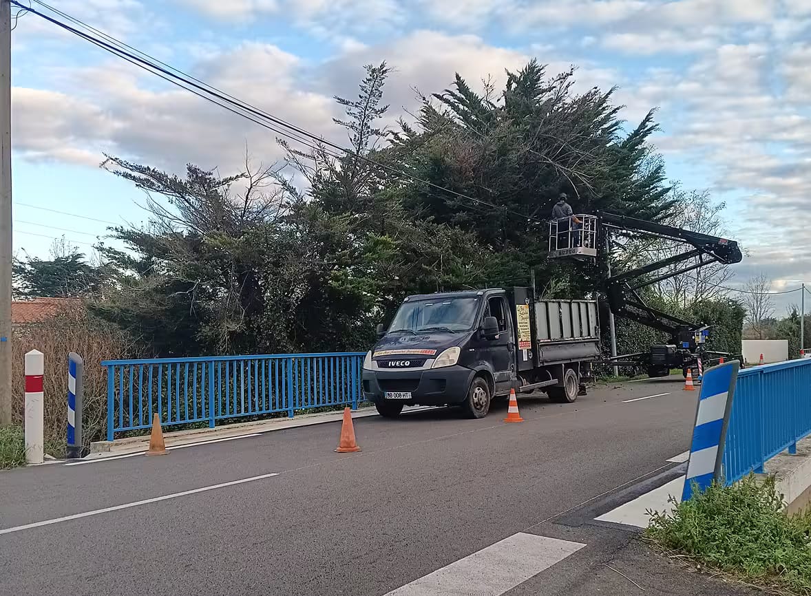 Chantier élagage d'arbre