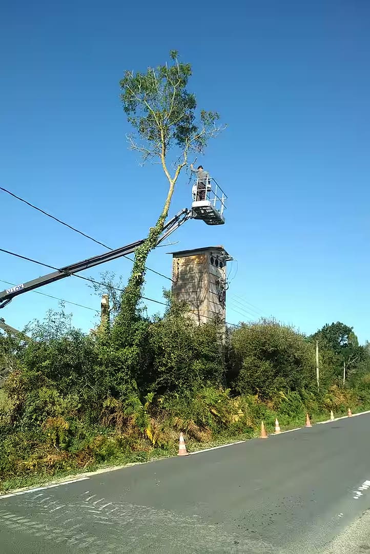 Elagage d'arbre