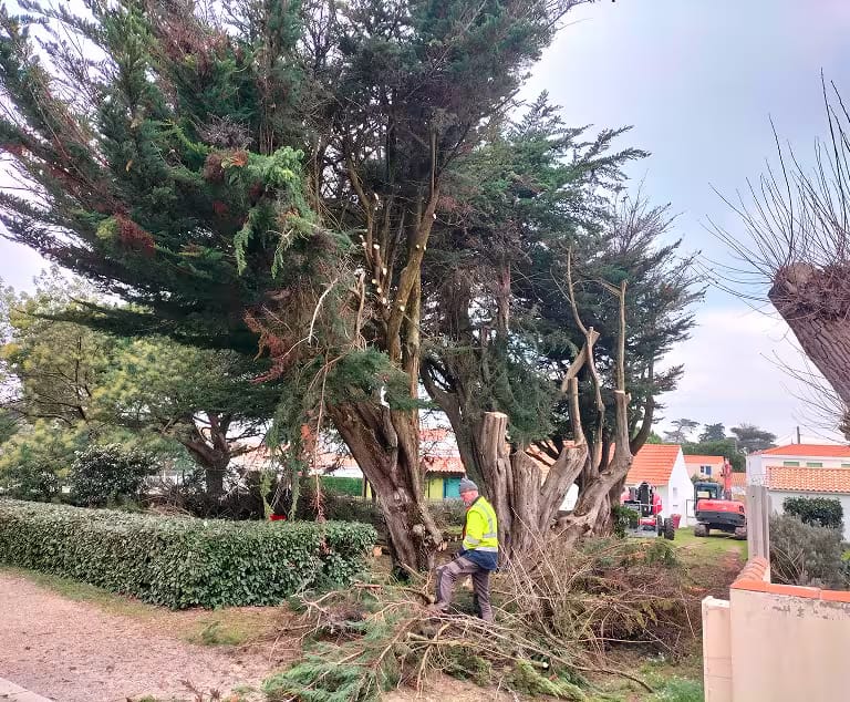 Chantier abattage d’arbre Chantier abattage d'arbre