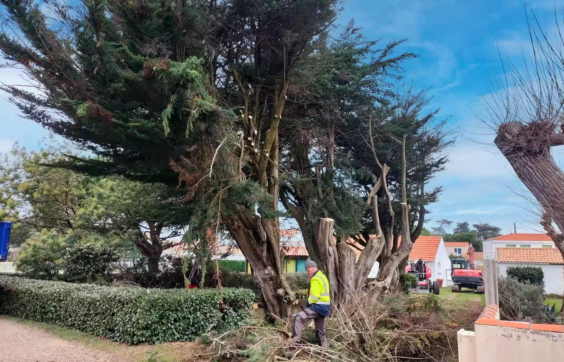 chantier avant abattage d'u arbre