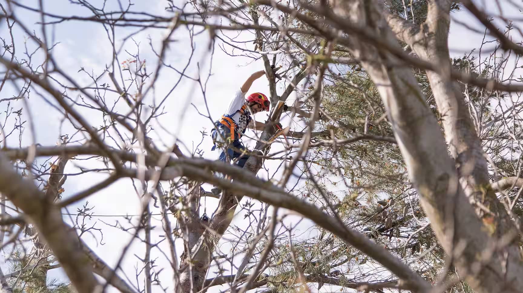 chantier-elagage-arbre chantier-elagage-arbre
