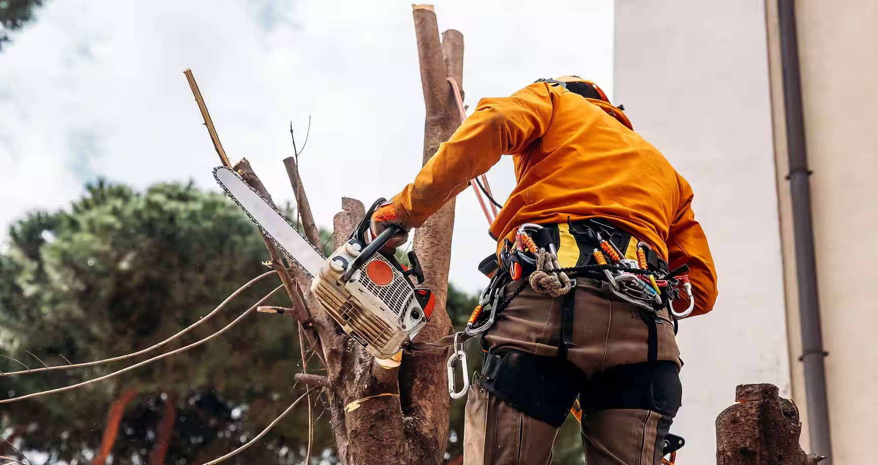 chantier-abattage-arbre chantier-abattage-arbre